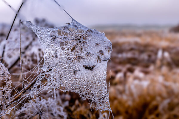 Gefrorene Spinnweben