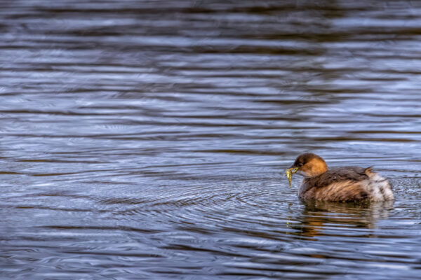 Zwergtaucher mit Fisch