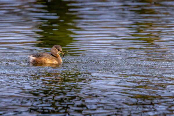 Zwergtaucher mit Fisch
