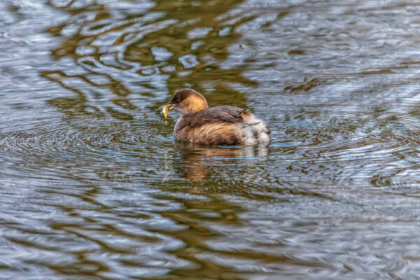 Zwergtaucher mit Fisch