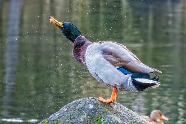 Entchen sch&uuml;ttel dich (Stockente - m&auml;nnlich)