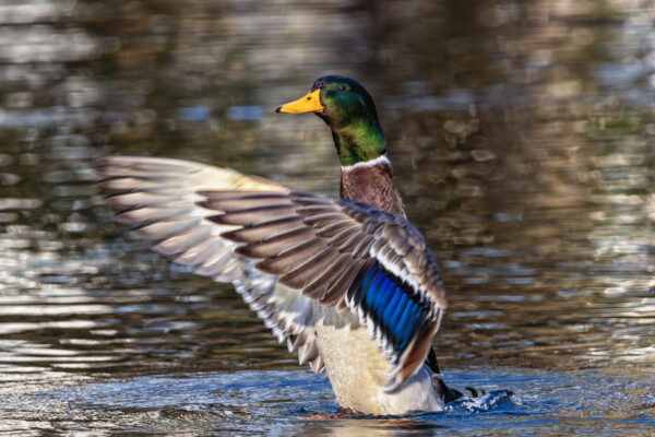 Stockente - m&auml;nnlich