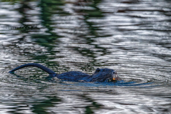 Nutria