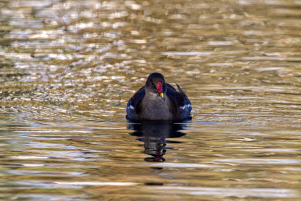 Teichhuhn (Teichralle)