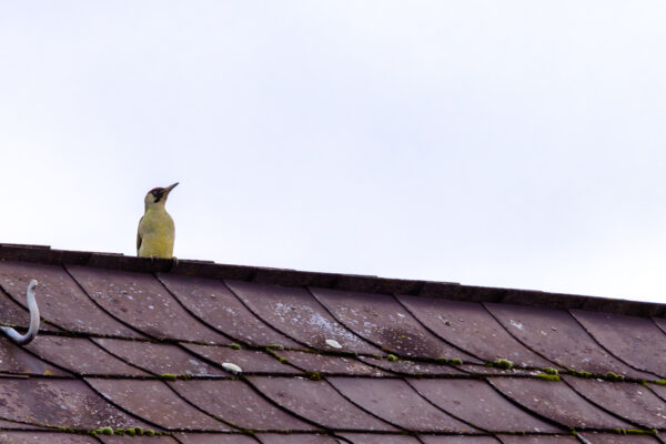 Gr&uuml;nspecht - weiblich