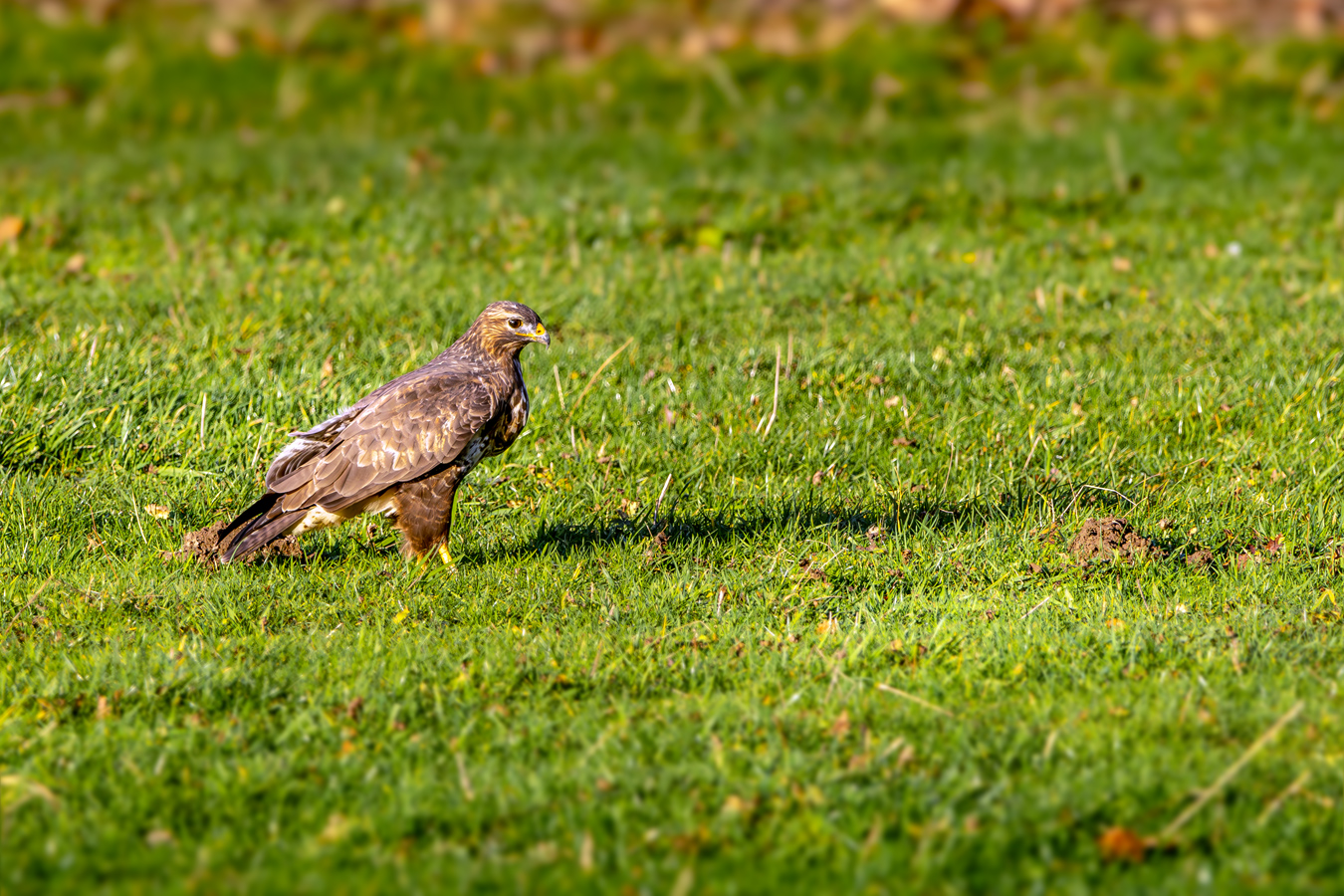 Mäusebussard