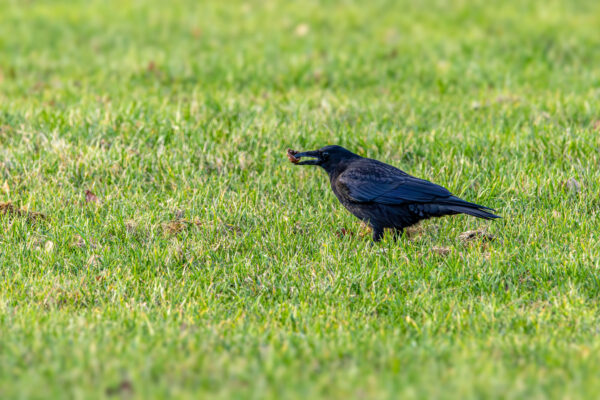 Rabenkr&auml;he mit einer Walnuss