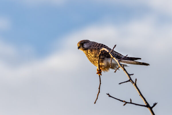 Turmfalke - weiblich