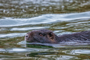 Nutria