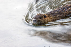 Nutria