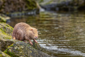 Nutria