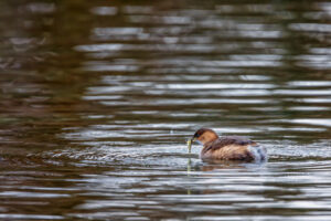Zwergtaucher mit erbeutetem Fisch