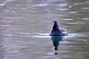 Teichhuhn (Teichralle)