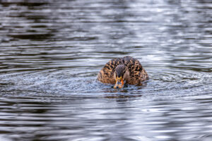 Stockente - weiblich