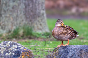 Stockente - weiblich