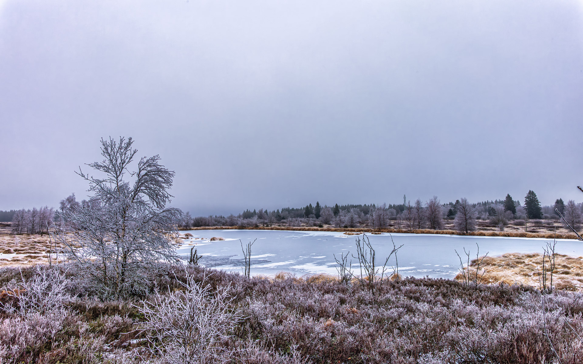 Ein Hauch von Winter im Brackvenn (Belgische Eifel)