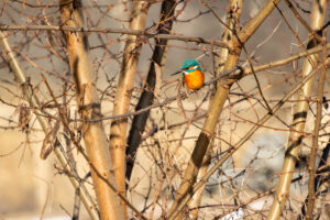 Eisvogel - m&auml;nnlich