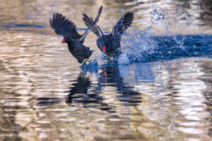 Revierstreitigkeiten bei den Teichh&uuml;hnern (Teichrallen)