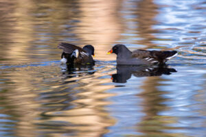 Teichh&uuml;hner (Teichrallen)