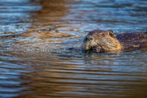 Nutria