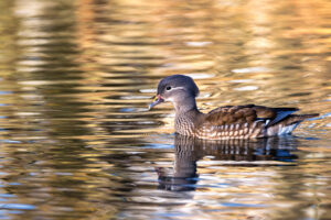 Mandarinente - weiblich