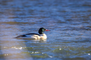 G&auml;nses&auml;ger - m&auml;nnlich