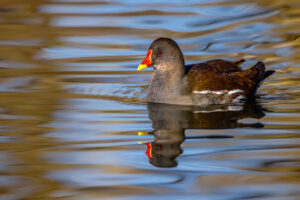 Teichhuhn (Teichralle)