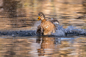 Ausgiebiges Bad bei Frau Stockente