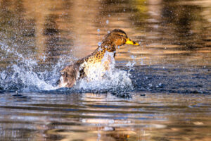 Ausgiebiges Bad bei Frau Stockente