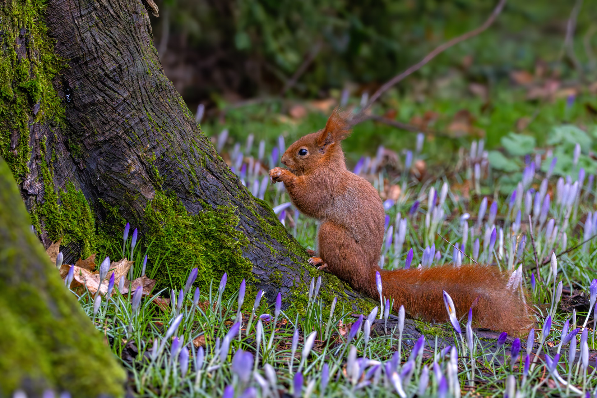 Eichhörnchen an Krokussen