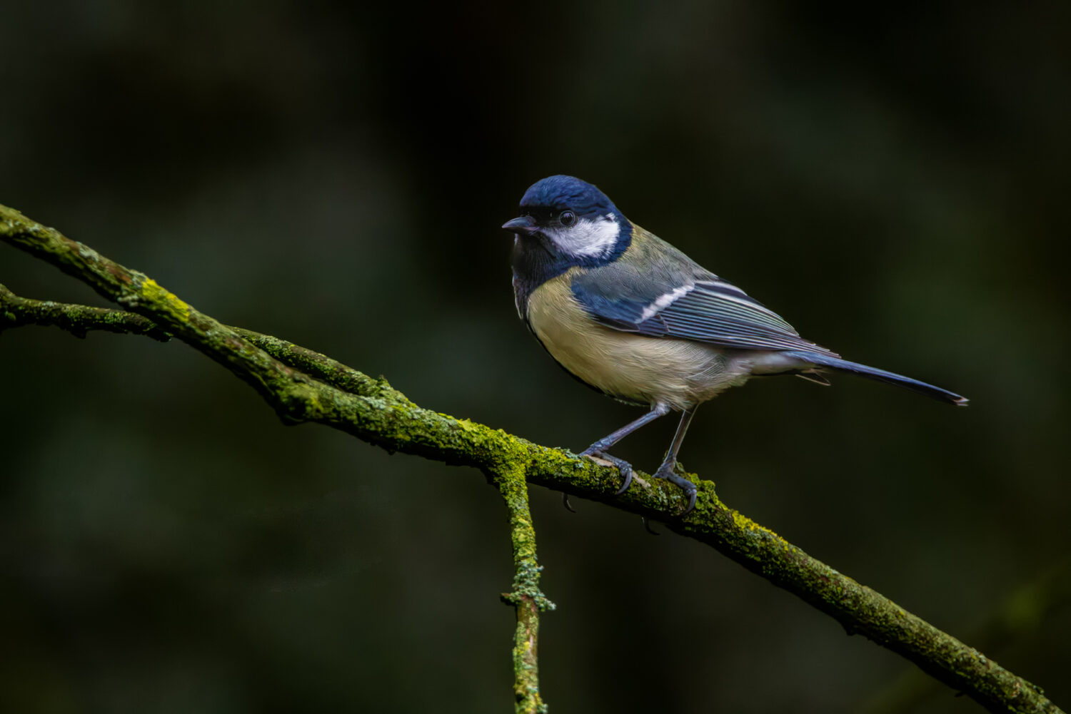 Kohlmeise - weiblich