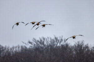 Nilgans-Geschwader :-)