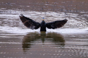 Kormoran - Oh Herr, sende mir einen einen gro&szlig;en Schwarm Fische :-)