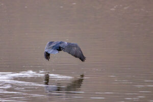 Kormoran - und tsch&uuml;ss