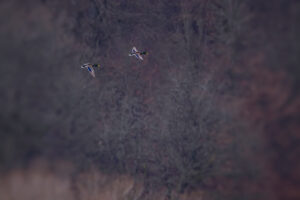 M&auml;nnliche Stockenten - far far away