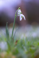 Schneegl&ouml;ckchen