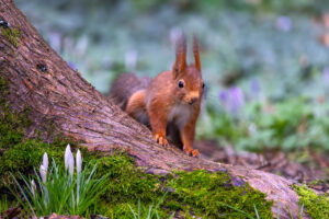 Eichhörnchen