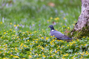 Ringeltaube an Winterlingen