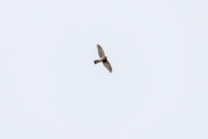 Sperber (leider sehr weit weg)