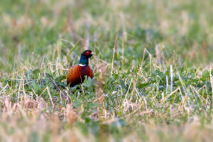 Jagdfasan - m&auml;nnlich