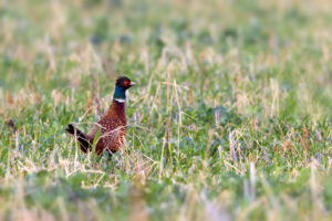 Jagdfasan mit Sturmfrisur - m&auml;nnlich