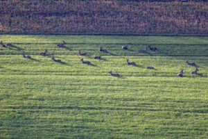 Ein Sprung Rehe aus 20 Tieren