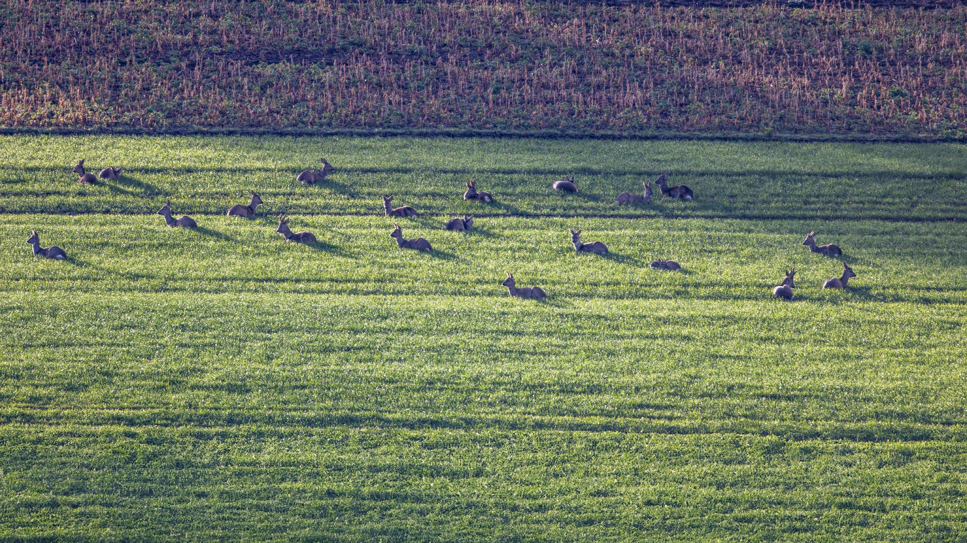 Ein Sprung Rehe aus 20 Tieren