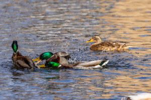 Streitigkeiten unter den Stockentenm&auml;nnchen