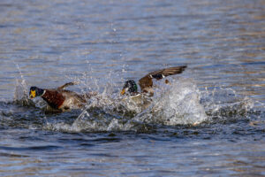 Streitigkeiten unter den Stockentenm&auml;nnchen