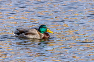 Stockente - m&auml;nnlich