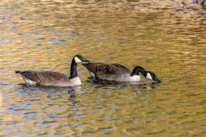 Kanadagans-P&auml;rchen