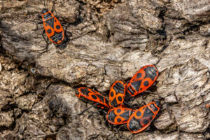 Gemeine Feuerwanzen