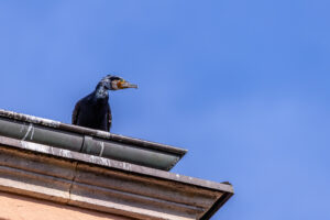 Kormoran im Prachtkleid