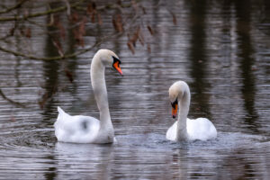 H&ouml;ckerschwan-P&auml;rchen